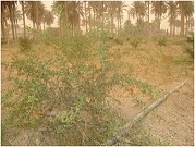 Planting New Species of Pomegranate at Al-Anbar University Agriculture Collage