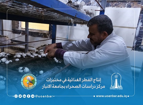 Producing Food Mushroom in the Laboratories of the Center of Desert Studies  at the University of Anbar