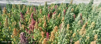 مركز دراسات الصحراء ينجح في زراعة نبات الكينوا 