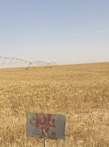 Evaluation of the field performance of the pivot irrigation system valley